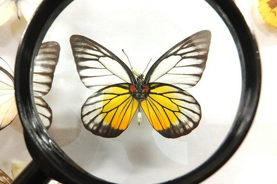Muzeum Motyli Arthropoda